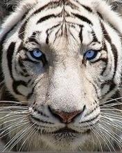 Beli tigar