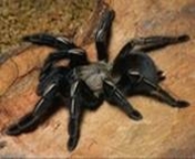 Tarantula