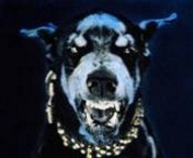 Doberman